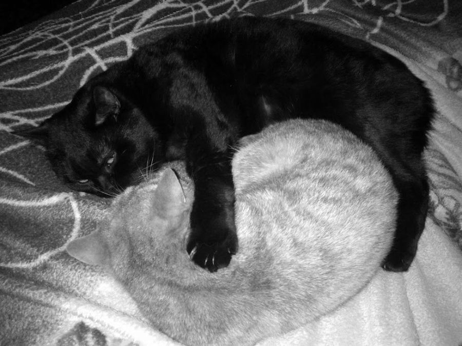 любимый черный кот-Сэм и Бони. Кот пережил хозяина ровно год.